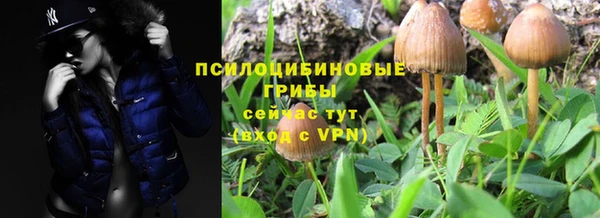 крисы Бородино